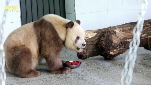 七仔吃瓜视频 第3张 七仔吃瓜视频 第3张